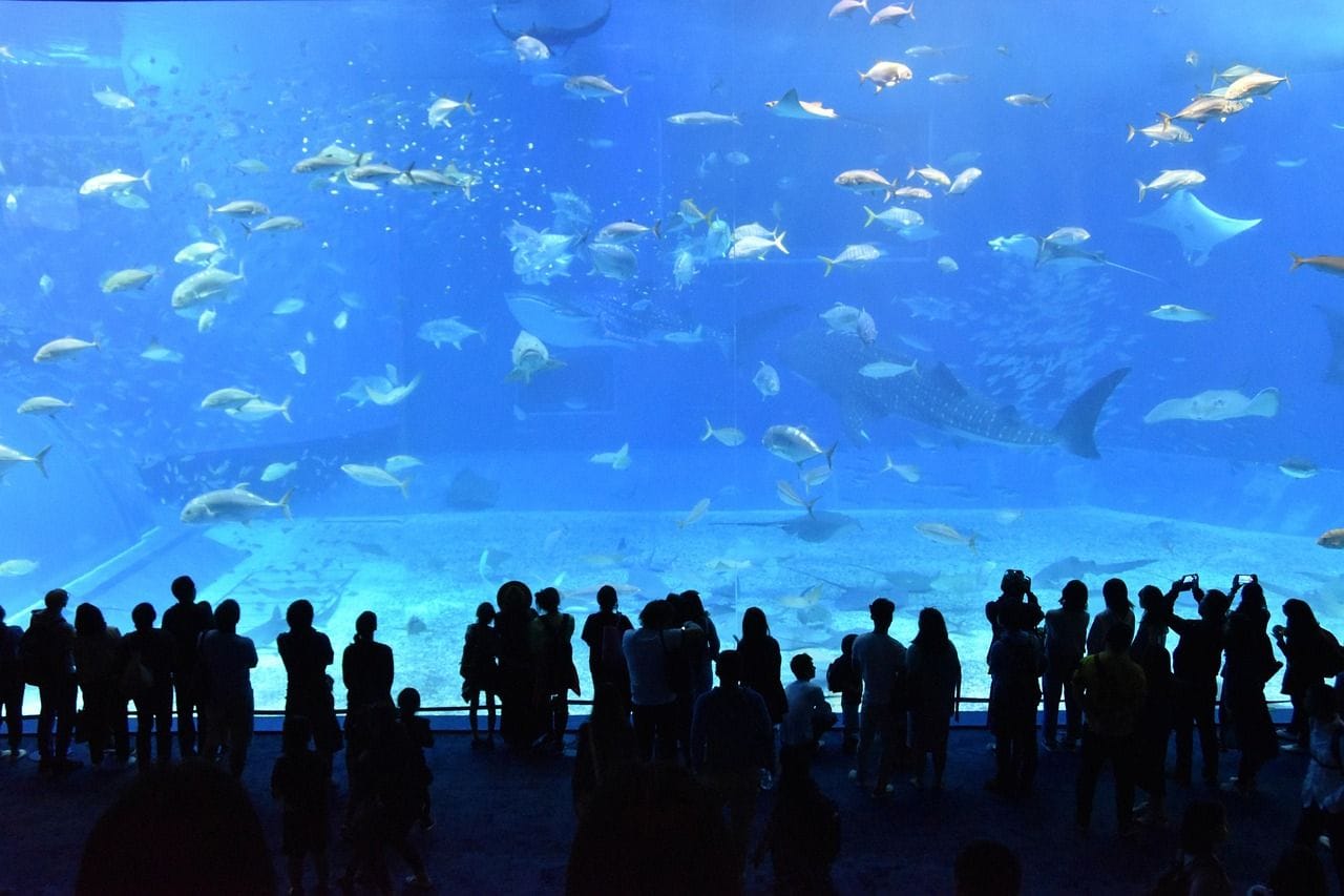 Aquarium Services