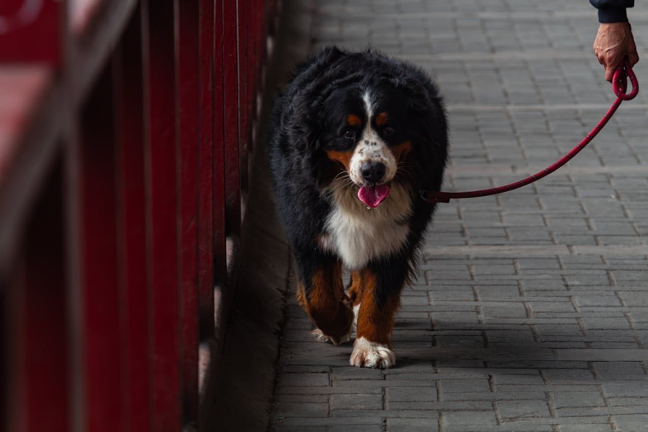 pet care services